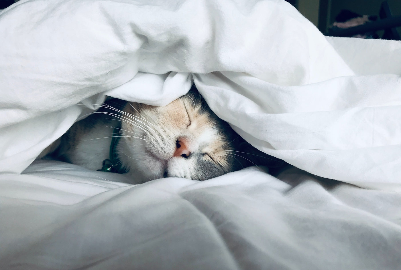 A cat sleeping under a white blanket